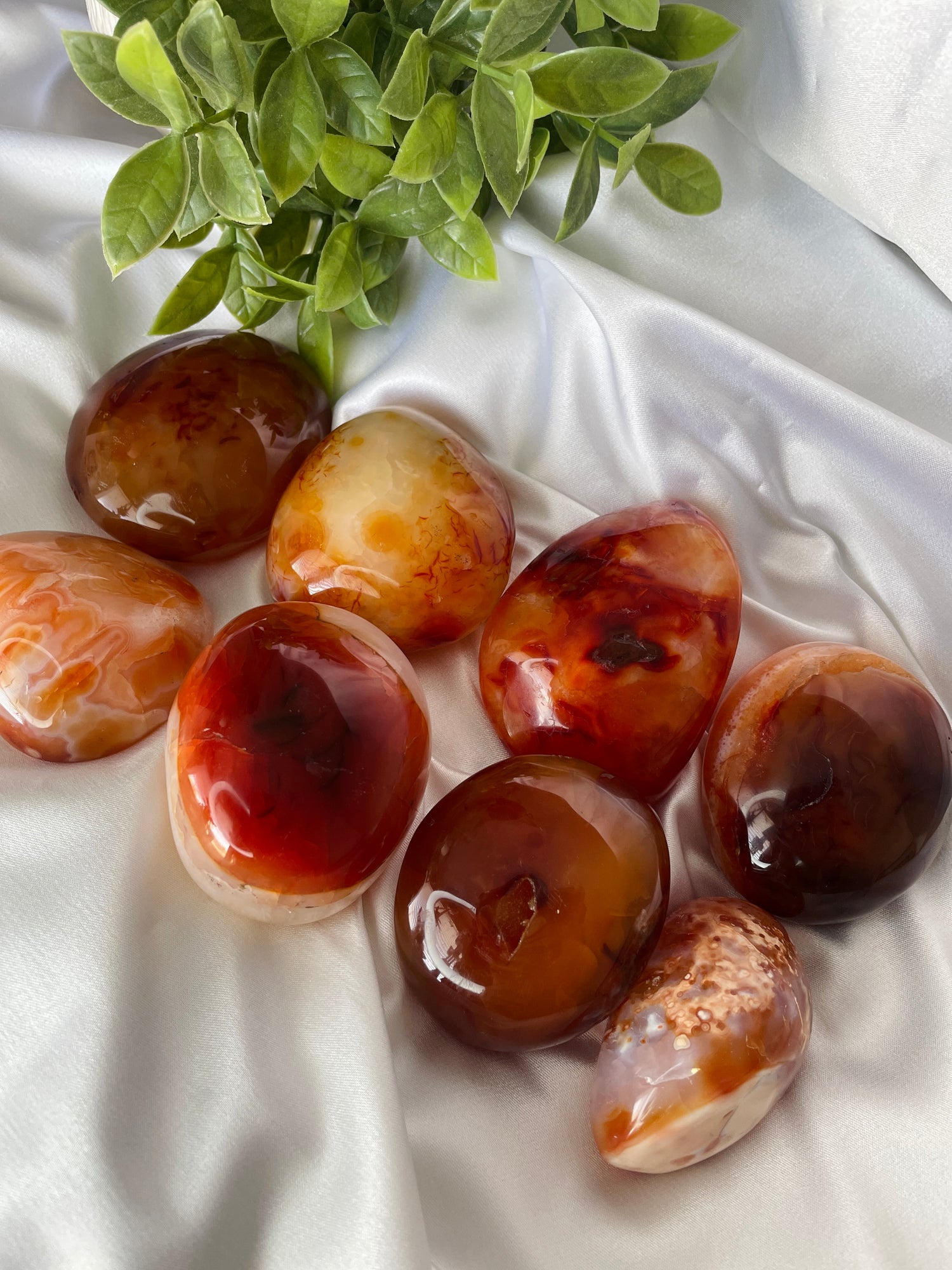 Carnelian Palms